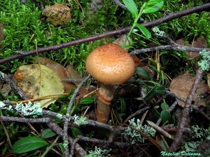 Cortinarius_armillatus_NND_20160904-6.JPG