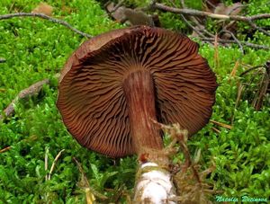 Cortinarius_brunneus_NND_20160905-7.JPG