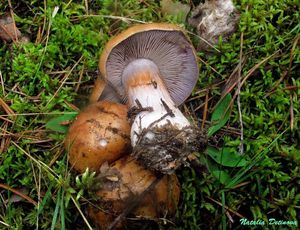 Cortinarius_glaucopus_NND_20160905.JPG