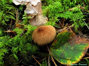 Cortinarius_pholideus_NND_20160903-1.JPG