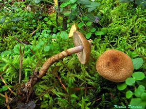 Cortinarius_pholideus_NND_20160903-4.JPG