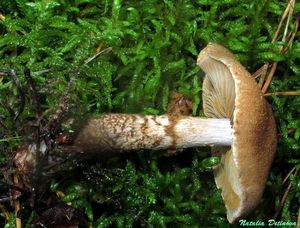 Cortinarius_pholideus_NND_20160905-4.JPG