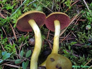 Cortinarius_semisanguineus_NND_20160903-2.JPG