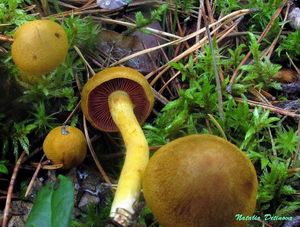 Cortinarius_semisanguineus_NND_20160903-4.JPG