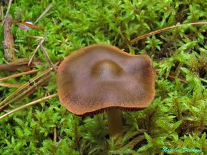 Cortinarius_semisanguineus_NND_20160904-2.JPG