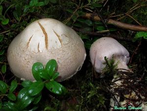 Cortinarius_traganus_NND_20160904-1.JPG