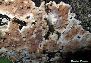 Eichleriella_deglubens_NND_20160810-1.JPG