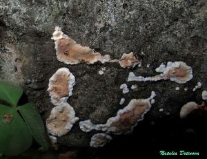 Eichleriella_deglubens_NND_20160810-3.JPG