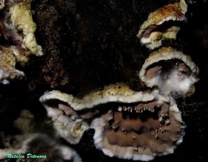 Eichleriella_deglubens_NND_20160810-6.JPG