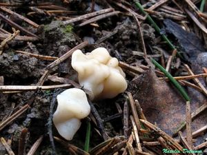 Gyromitra_gigas_NND_20170404-2.JPG