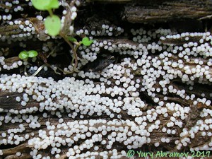 Lamproderma_arcyrioides_AYV_20110618_01.jpg