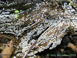 Lamproderma_arcyrioides_AYV_20110618_02.jpg