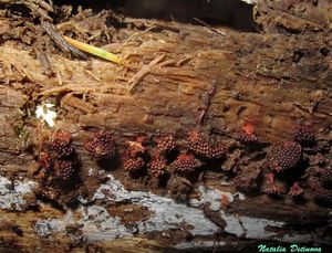 Metatrichia_vesparium_NND_20151011-2.JPG