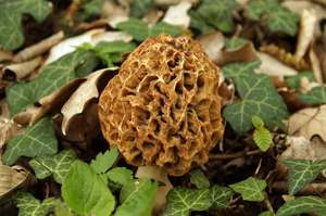 Morchella_esculenta_20170418-01.jpg