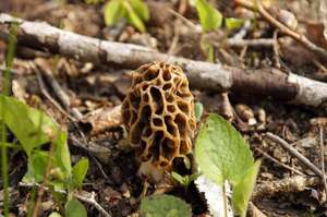 Morchella_esculenta_20170418-06.jpg