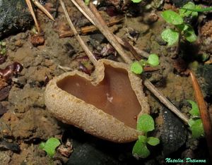 Peziza_echinospora_NND_20150624-4.JPG