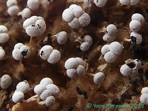 Physarum_leucophaeum_AYV_20170408_03.jpg