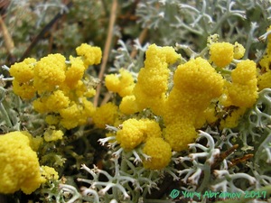 Physarum_virescens_AYV_20090821.jpg