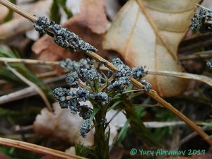 Physarum_virescens_AYV_20160813_03.jpg