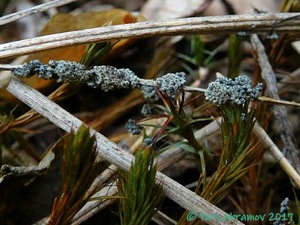 Physarum_virescens_AYV_20160813_04.jpg