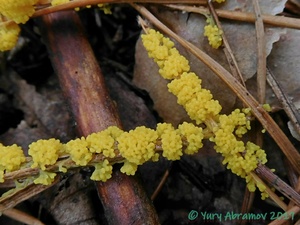 Physarum_virescens_AYV_20160814_01.jpg