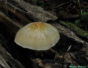 Pluteus_plautus_NND_20160730-1.JPG