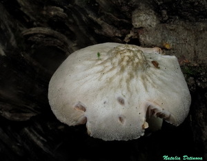 Pluteus_plautus_NND_20160730-2.JPG