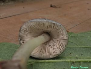 Pluteus_salicinus_NND_20140707-2.JPG