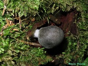 Pluteus_salicinus_NND_20150916.JPG