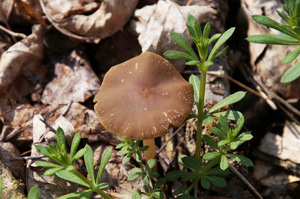 Psathyrella_spadiceogrisea_PSA_20170323-01.jpg