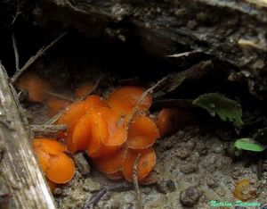 Scutellinia_crucipila_NND_20160610-2.jpg