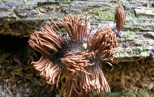 Stemonitis_axifera_AYV_20070715_01.jpg