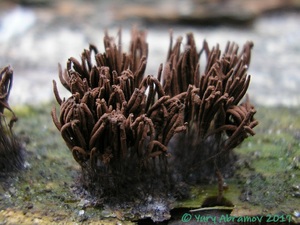 Stemonitis_axifera_AYV_20080609_02.jpg