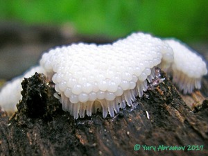 Stemonitis_fusca_AYV_20090620_01.jpg