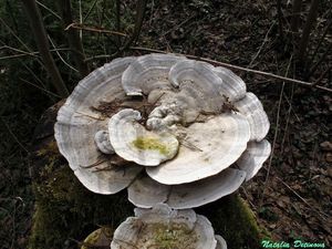 Trametes_gibbosa_NND_20170419-3.JPG