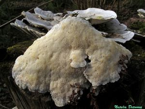 Trametes_gibbosa_NND_20170419-5.JPG