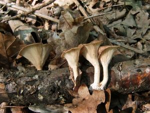 Пилолистник бокаловидный Lentinus cyathiformis (6).jpg