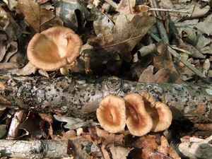 Пилолистник бокаловидный Lentinus cyathiformis  (4).jpg