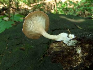 Пилолистник бокаловидный Lentinus cyathiformis (3).jpg