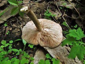 Pluteus cervinus_OK_20150510 (4).jpg