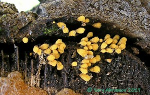 Hemitrichia_calyculata_AYV_20090501.jpg