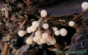 Hemitrichia_calyculata_AYV_20161002_03.jpg