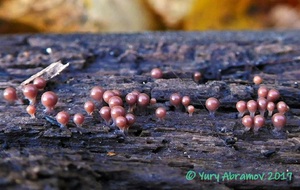 Hemitrichia_calyculata_AYV_20161002_05.jpg