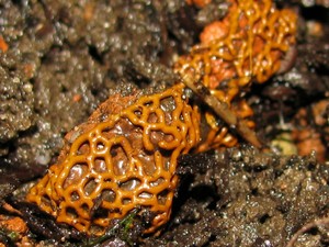 Hemitrichia_serpula_IVM_20100823_01.jpg