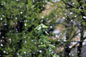 IMG_9917.JPG