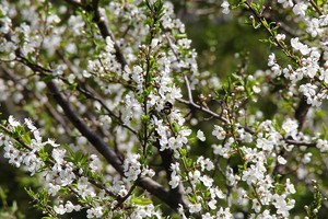 IMG_9963.JPG