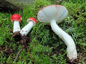 Russula_emetica_ESV_20160821-02.jpg