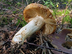 Russula_foetens_ESV_20160813_10.jpg