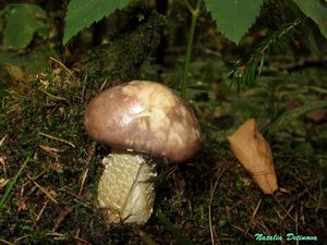 Stropharia_hornemannii_NND_20140923-3.JPG