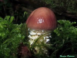 Stropharia_hornemannii_NND_20150916-3.JPG